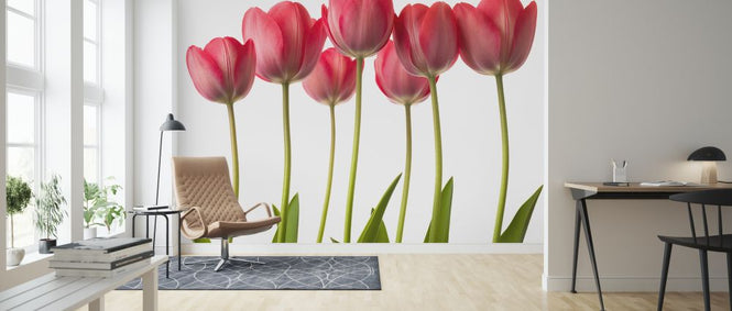 PHOTOWALL / Tulips (e326315)