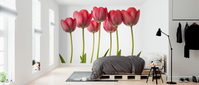PHOTOWALL / Tulips (e326315)