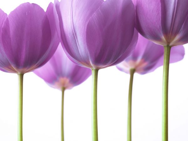 PHOTOWALL / Tulips (e326316)