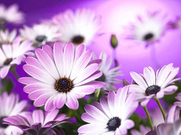 PHOTOWALL / Osteospermum (e326317)