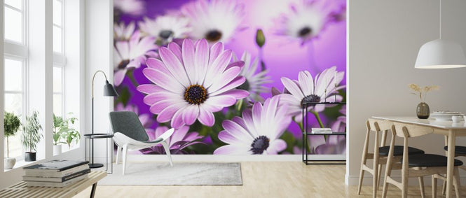 PHOTOWALL / Osteospermum (e326317)