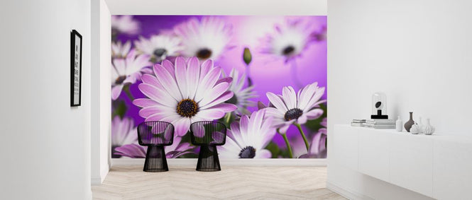 PHOTOWALL / Osteospermum (e326317)
