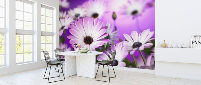 PHOTOWALL / Osteospermum (e326317)