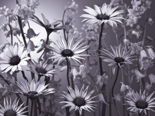 PHOTOWALL / Meadow Flowers (e326318)