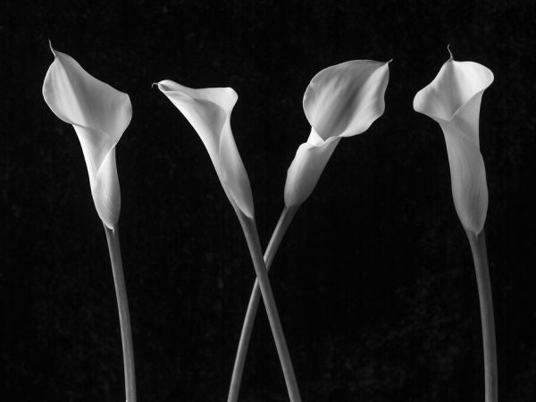 PHOTOWALL / Calla Lilies (e326325)