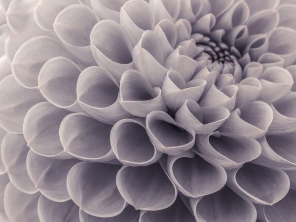 PHOTOWALL / Dahlias (e326328)