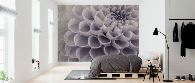 PHOTOWALL / Dahlias (e326328)