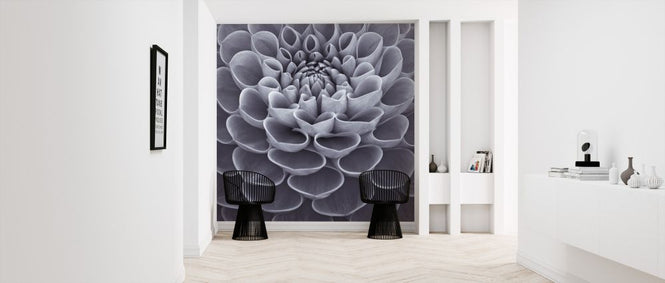 PHOTOWALL / Dahlias (e326329)