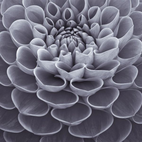 PHOTOWALL / Dahlias (e326329)