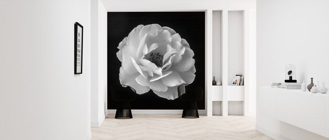PHOTOWALL / Rose (e326331)