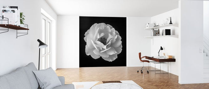 PHOTOWALL / Rose (e326331)