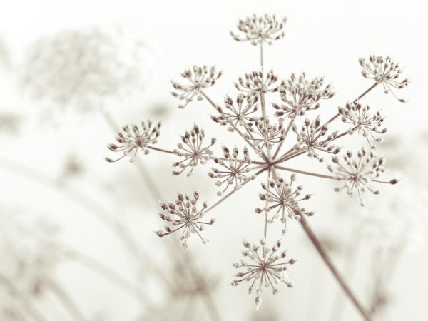 PHOTOWALL / Cow Parsley (e326332)
