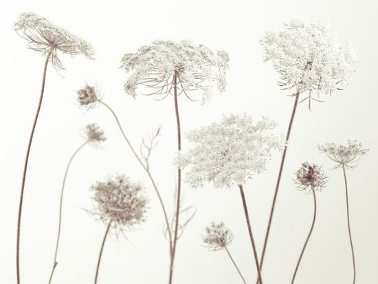 PHOTOWALL / Cow Parsley (e326334)