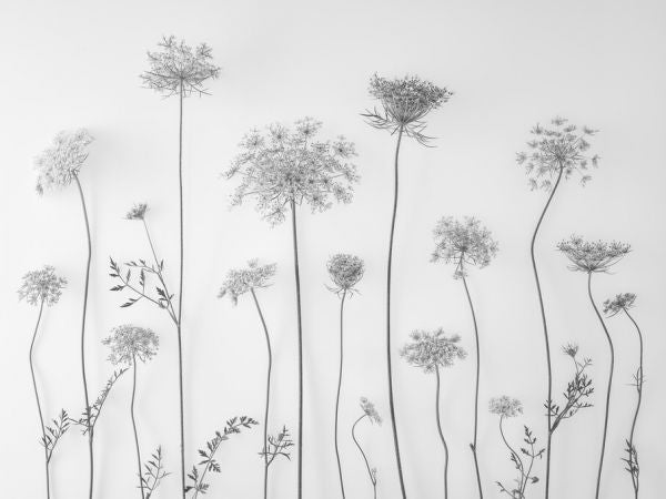 PHOTOWALL / Cow Parsley (e326337)