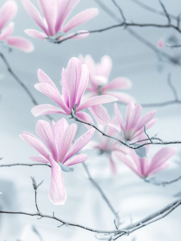 PHOTOWALL / Magnolias (e326343)