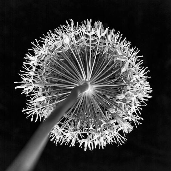 PHOTOWALL / Allium Flower (e326345)