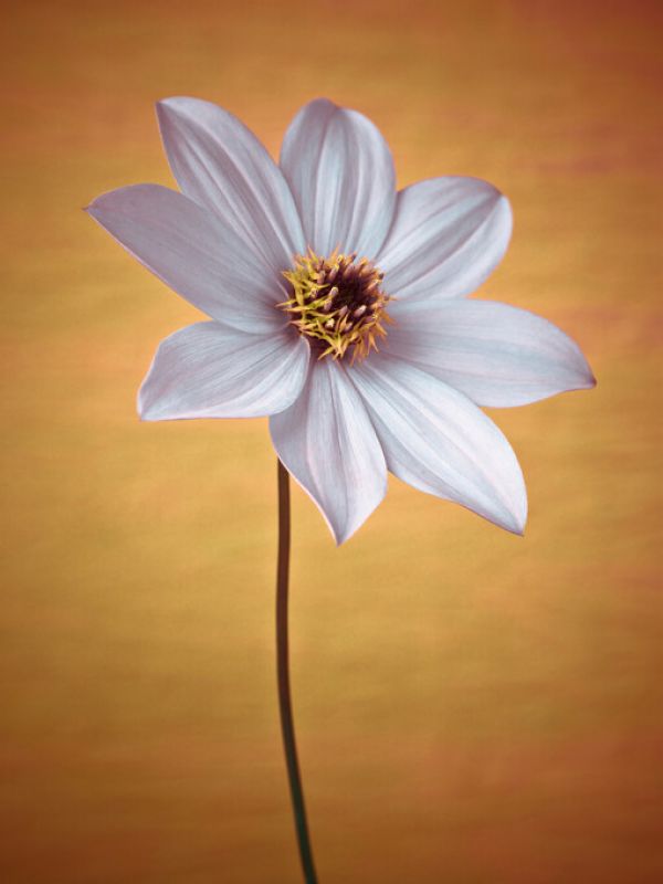 PHOTOWALL / Dahlia Flower (e326348)