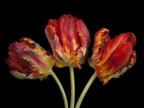 PHOTOWALL / Three Tulips (e326350)