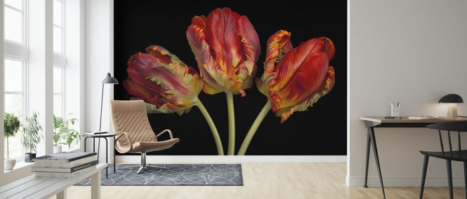 PHOTOWALL / Three Tulips (e326350)