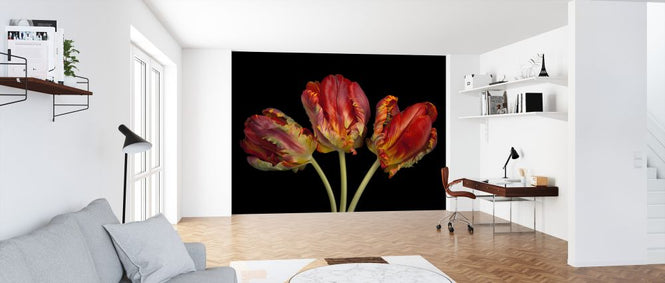 PHOTOWALL / Three Tulips (e326350)