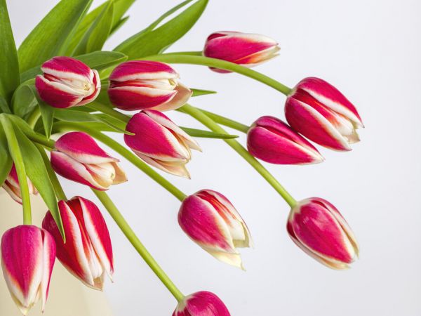 PHOTOWALL / Tulips (e326351)