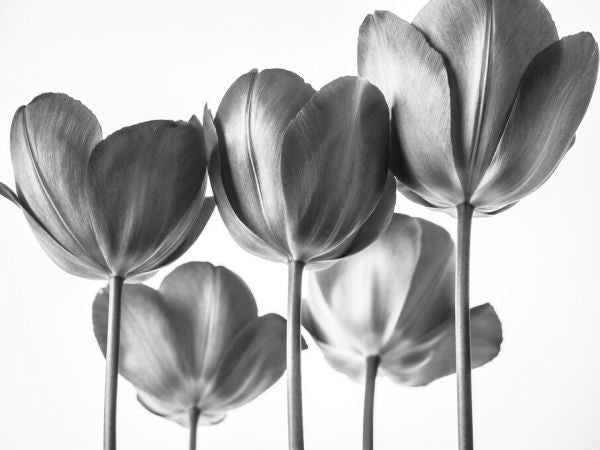 PHOTOWALL / Tulips (e326358)