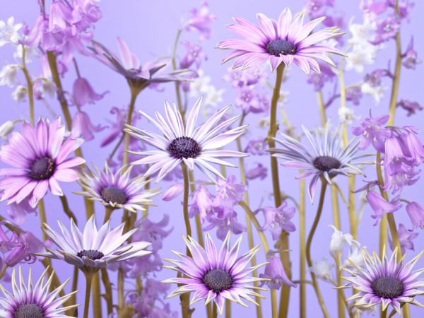 PHOTOWALL / Meadow Flowers (e326359)