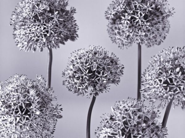 PHOTOWALL / Alliums (e326361)