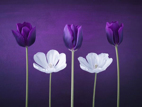 PHOTOWALL / Tulips (e326366)
