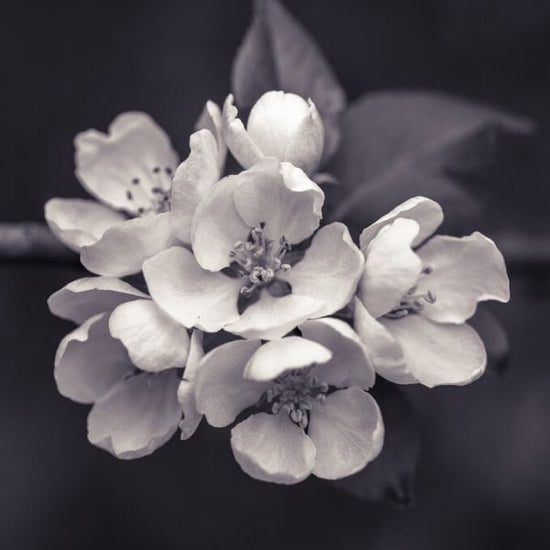 PHOTOWALL / Blossom (e326373)