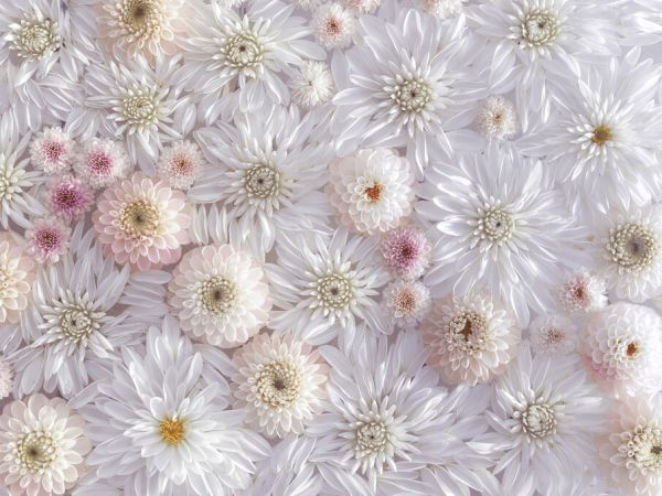 PHOTOWALL / Dahlias (e326377)