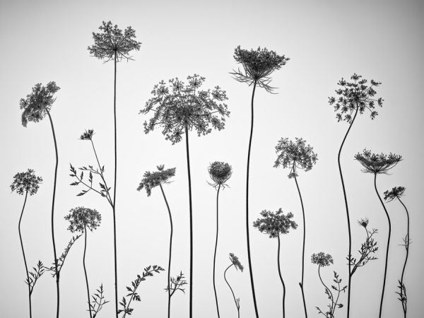 PHOTOWALL / Cow Parsley (e326380)