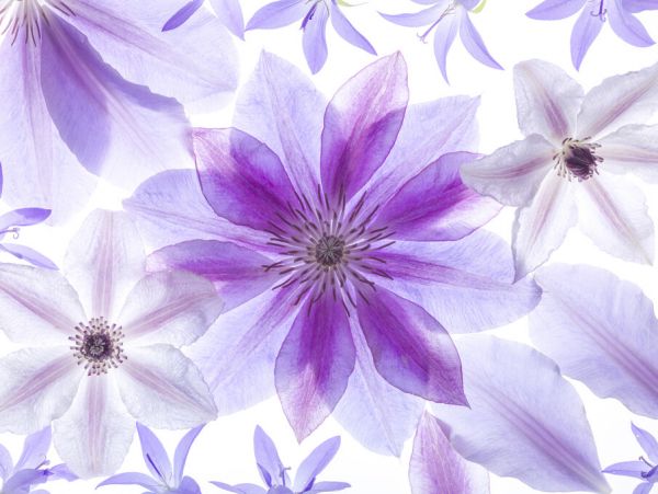 PHOTOWALL / Clematis (e326386)