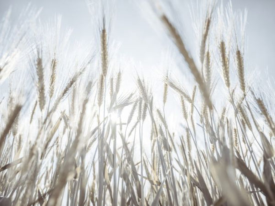 PHOTOWALL / Wheat Field (e326390)