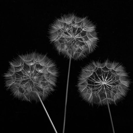 PHOTOWALL / Dandelion (e326392)