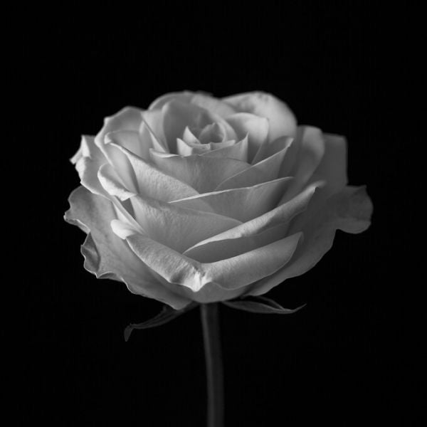 PHOTOWALL / Rose (e326393)