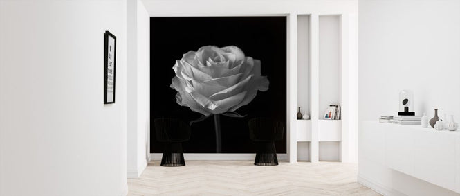 PHOTOWALL / Rose (e326393)