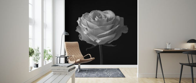 PHOTOWALL / Rose (e326393)