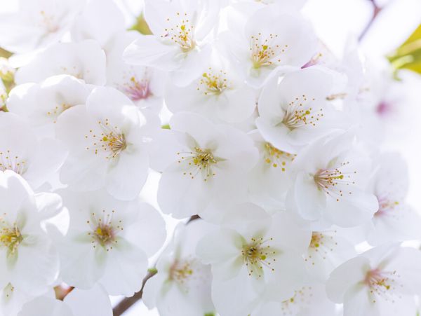 PHOTOWALL / Blossom (e326399)