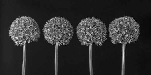 PHOTOWALL / Alliums (e326400)