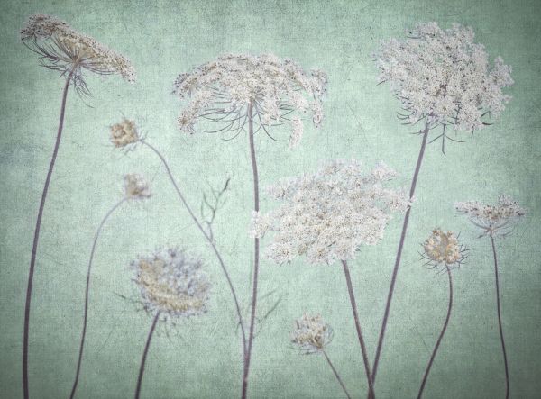 PHOTOWALL / Cow Parsley (e326442)