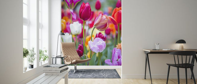 PHOTOWALL / Kuekenhof (e326450)