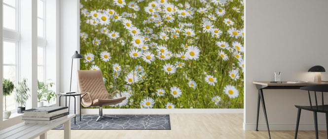 PHOTOWALL / Daisy (e326454)