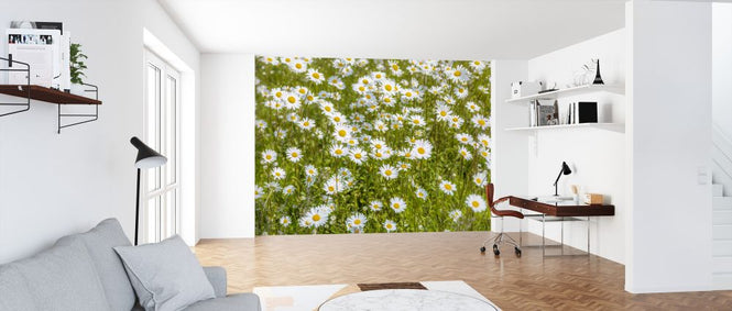 PHOTOWALL / Daisy (e326454)