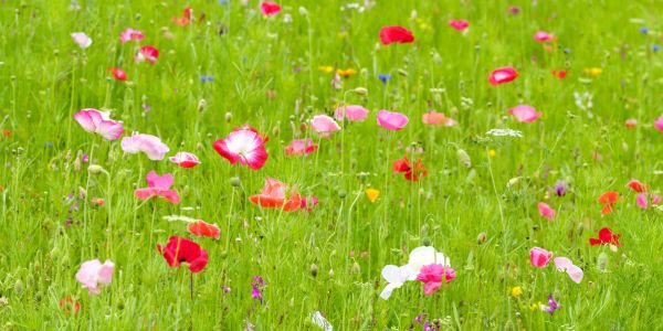 PHOTOWALL / Meadow (e326457)