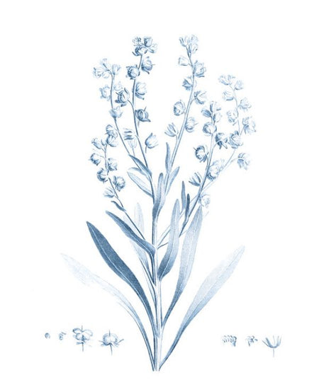 PHOTOWALL / Antique Botanical in Blue (e324752)