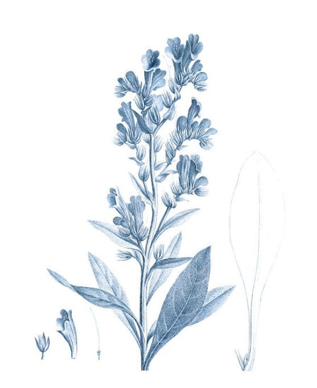 PHOTOWALL / Antique Botanical in Blue II (e324753)