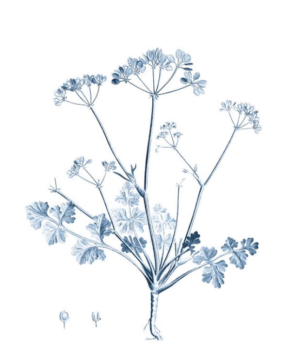PHOTOWALL / Antique Botanical in Blue III (e324754)
