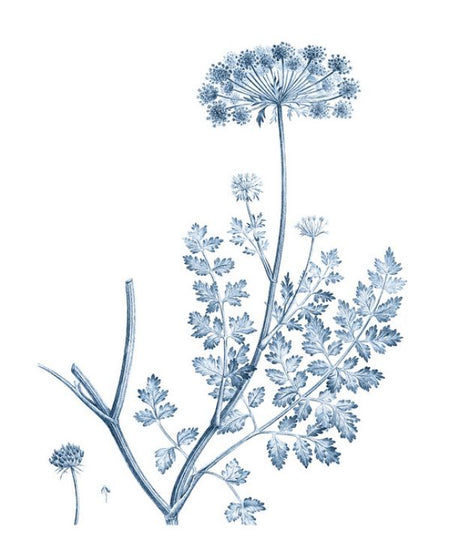 PHOTOWALL / Antique Botanical in Blue IIII (e324755)