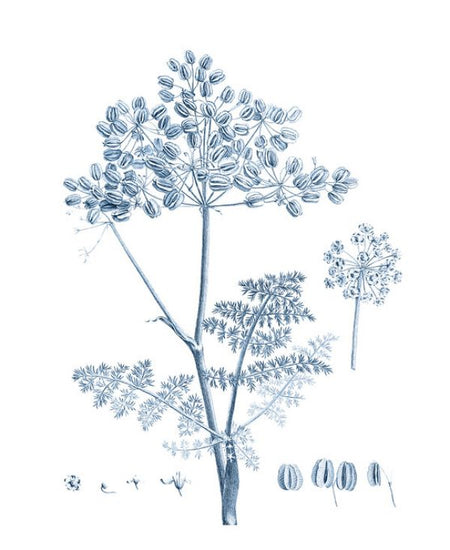 PHOTOWALL / Antique Botanical in Blue V (e324756)